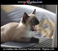 my cat prefer